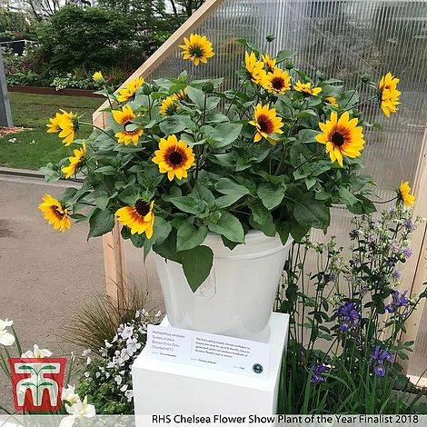 Sunflower SunBelievable™ 'Brown Eyed Girl' 2 Sunflower SunBelievable™ 'Brown Eyed Girl' - Image 2