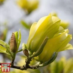 Magnolia X Brooklynensis 'Yellow Bird' -Flourish Flora z yellow11
