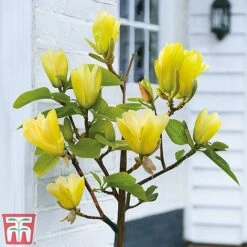 Magnolia X Brooklynensis 'Yellow Bird' -Flourish Flora z yellow21