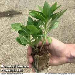 Alstroemeria 'Tree Everest Mix' -Flourish Flora zalstro jumbo size11