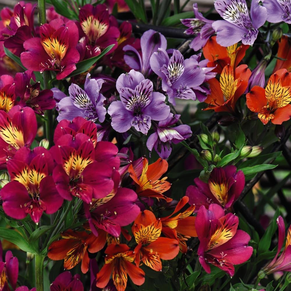 Front Page -Flourish Flora 7192aUTvDWL. AC UF10001000 QL80