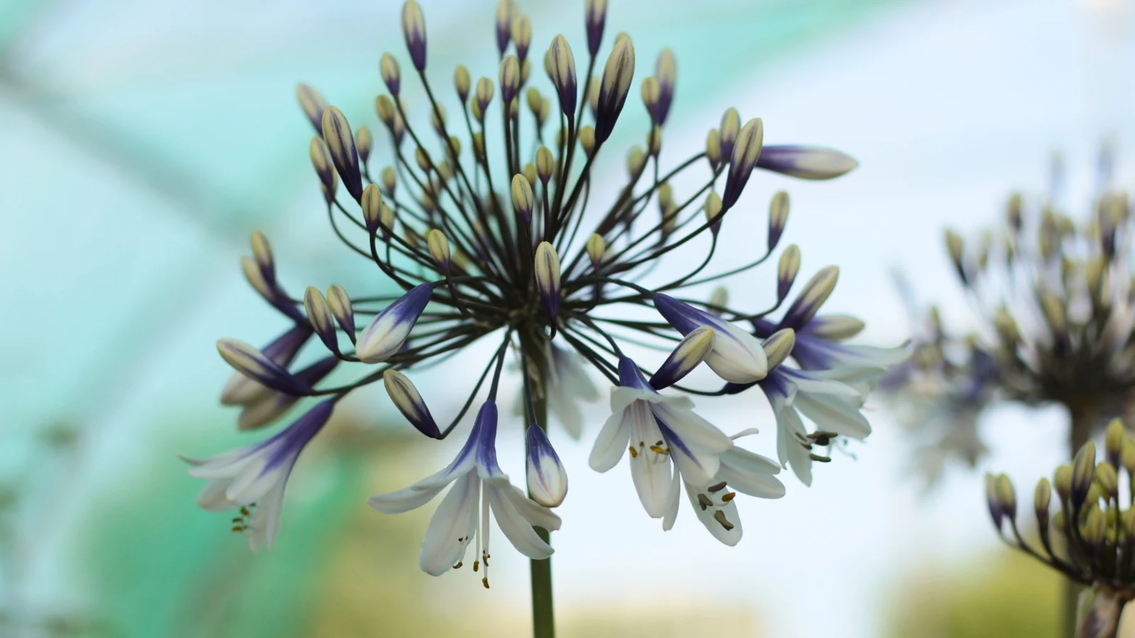 Front Page -Flourish Flora Agapanthus africanus ‘Fireworks