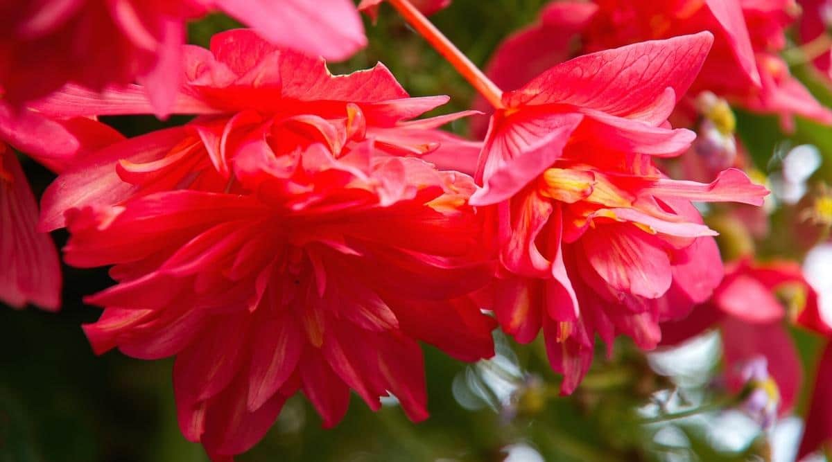 Front Page -Flourish Flora Belleconia Rose Hanging Begonia