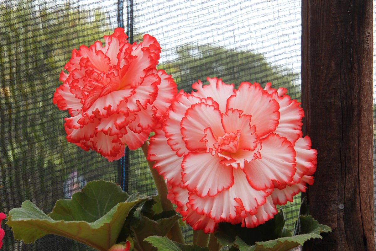 Front Page -Flourish Flora IMG 9886Blog 1 min