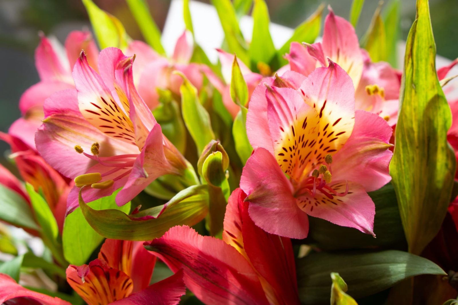 Front Page -Flourish Flora alstroemeria header 1600x1067 1